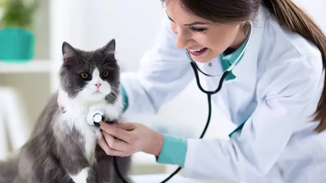 Why Consistent Veterinary Care Matters At Every Life Stage