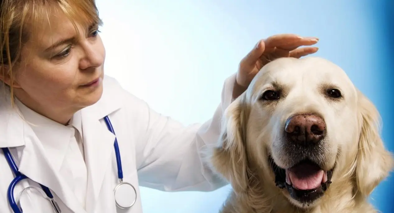 How General Vets Manage Chronic Conditions In Pets