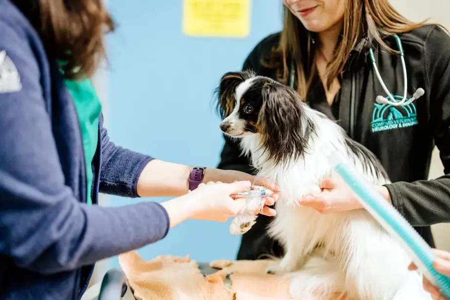 How Veterinary Neurologists Diagnose And Treat Nervous System Disorders