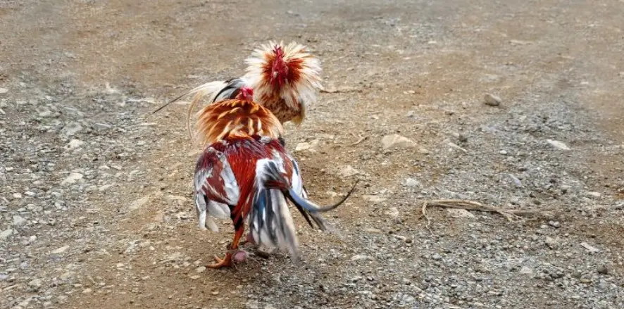 Taking care of fighting chickens - The secret to having powerful chickens