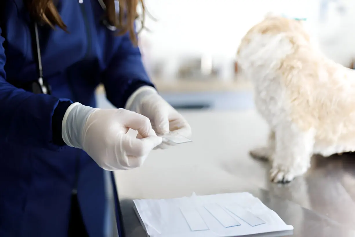 The Role Of General Veterinary Services In Early Disease Detection